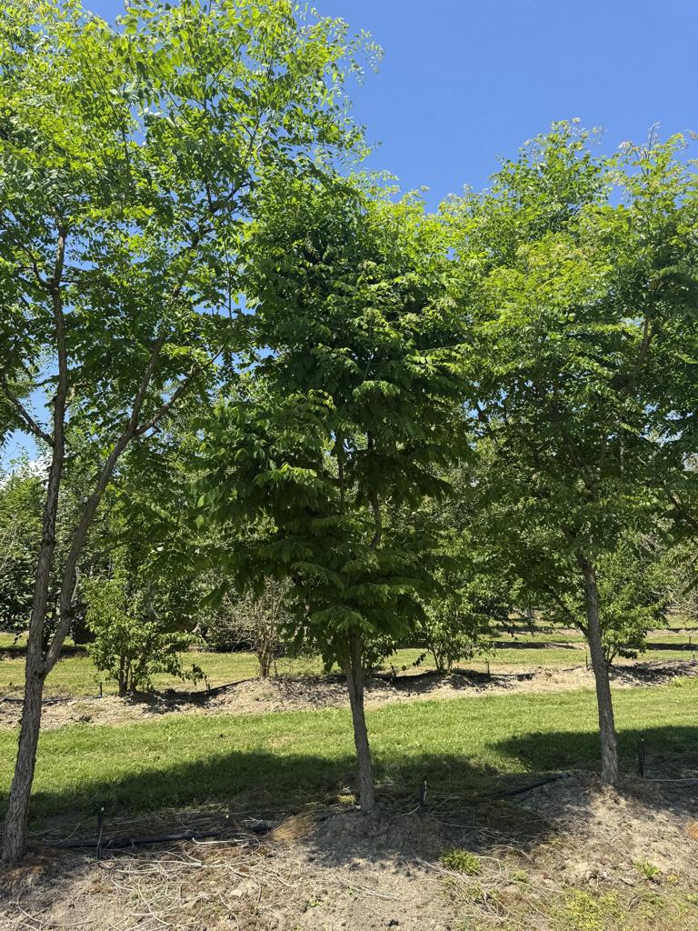 Gymnocladus dioica