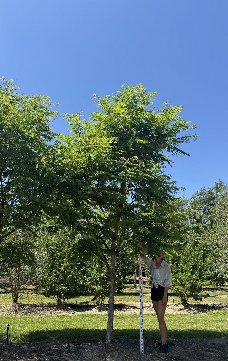 Gymnocladus dioica