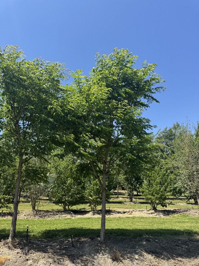 Gymnocladus dioica