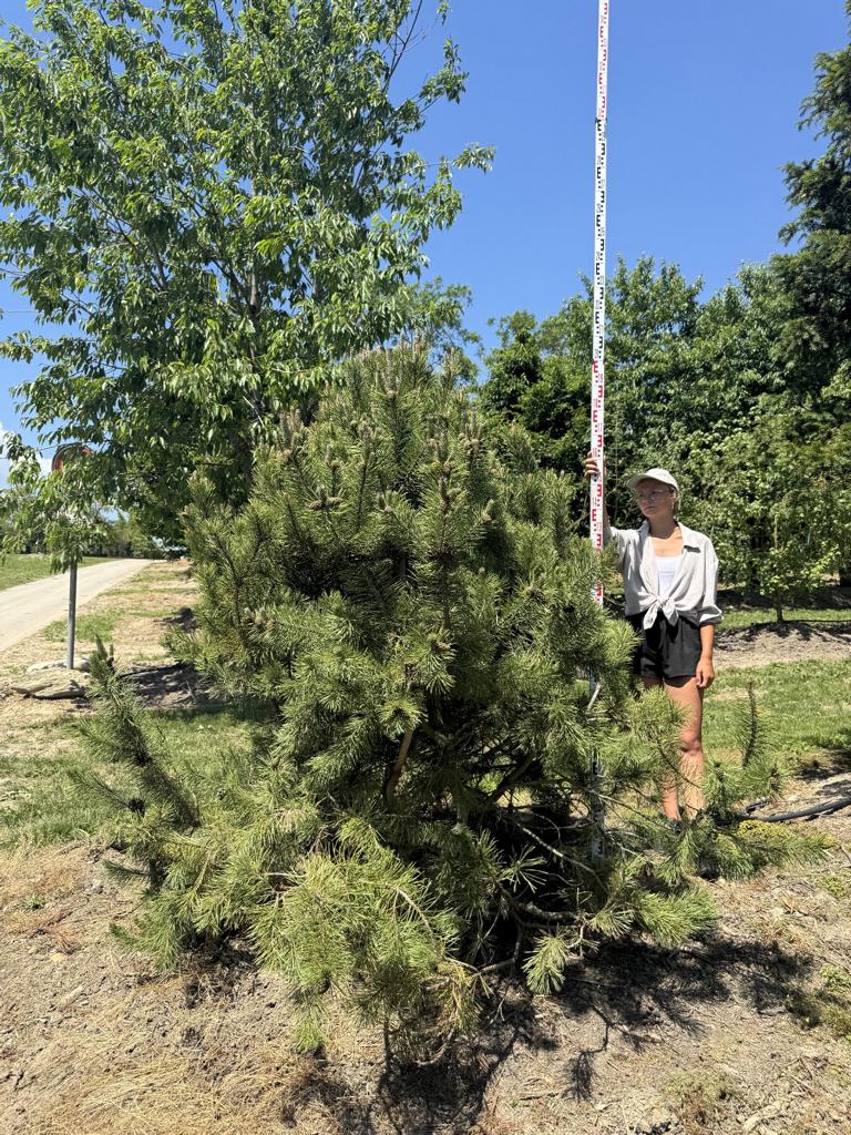Pinus mugo