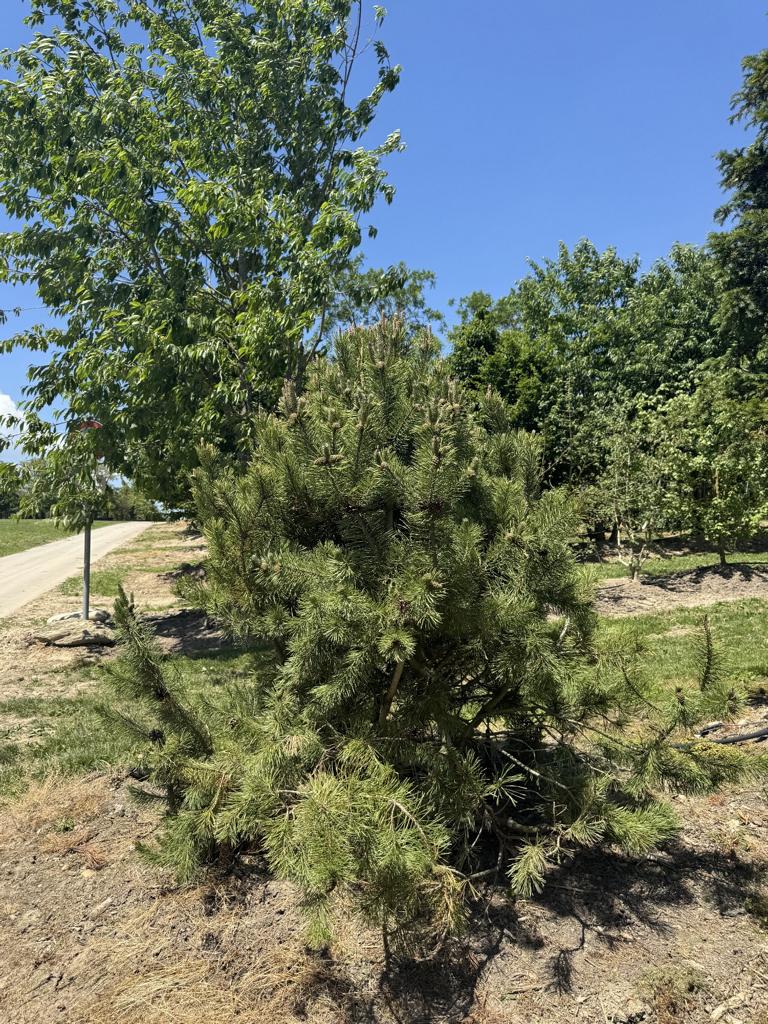 Pinus mugo