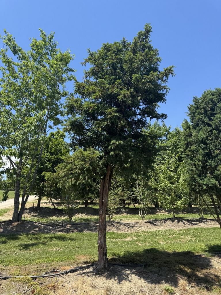 Taxus baccata Schirmform