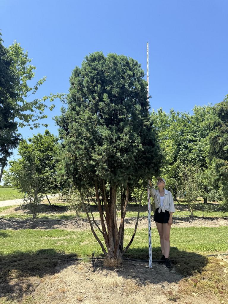 Taxus baccata Schirmform