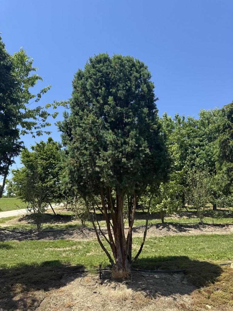 Taxus baccata Schirmform