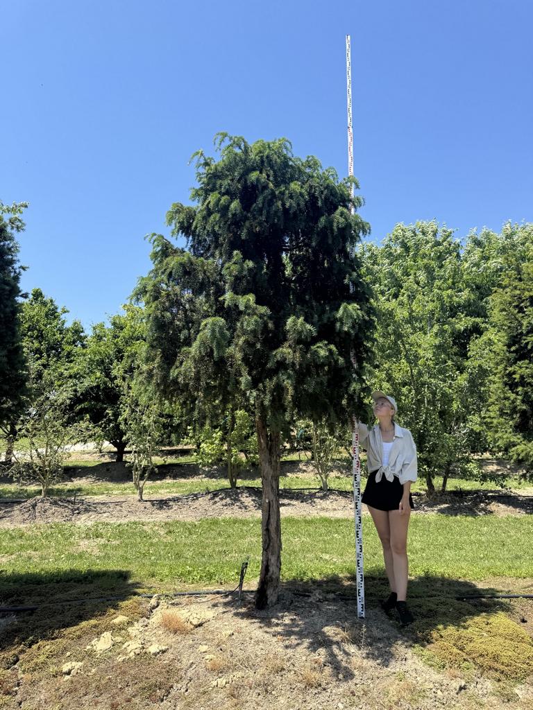Taxus baccata Schirmform