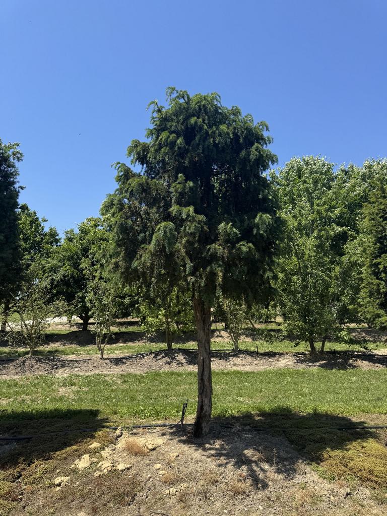 Taxus baccata Schirmform