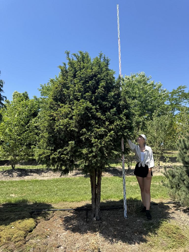 Taxus baccata Schirmform