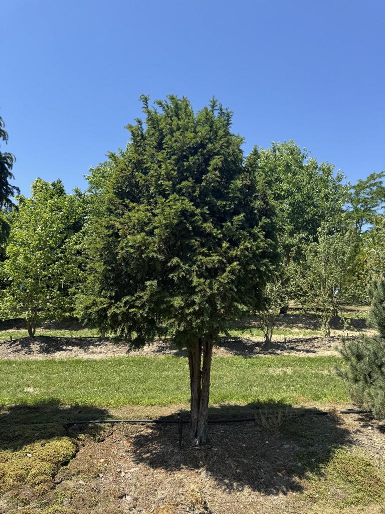 Taxus baccata Schirmform