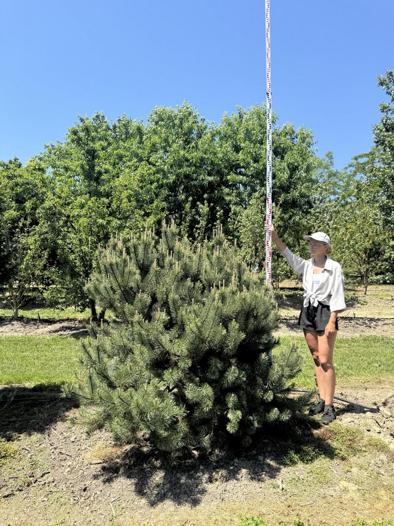 Pinus mugo
