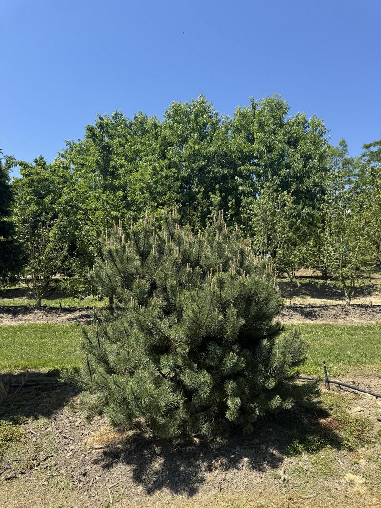 Pinus mugo