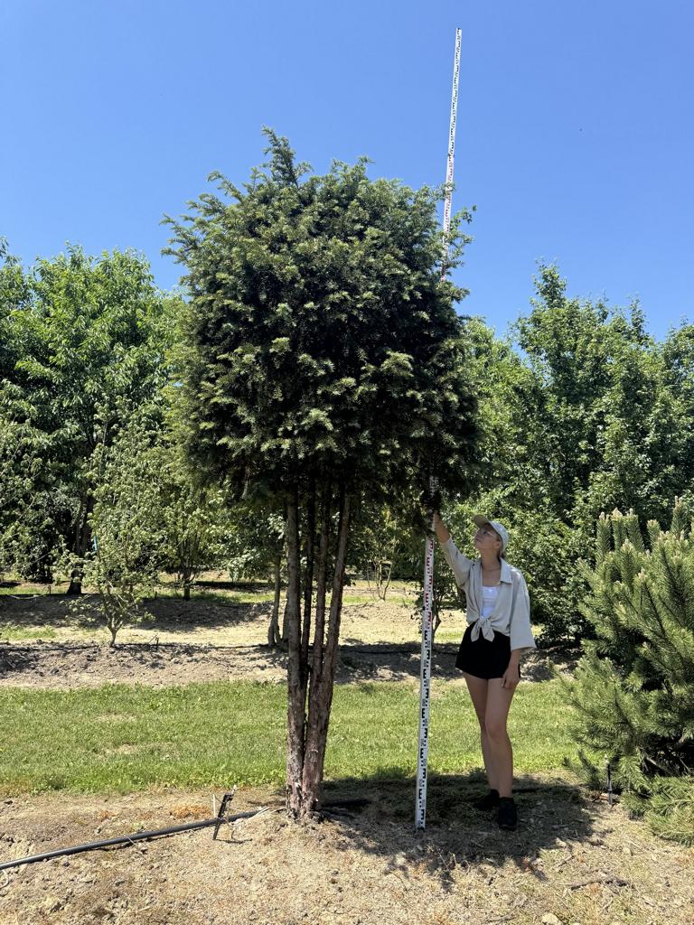 Taxus baccata Schirmform