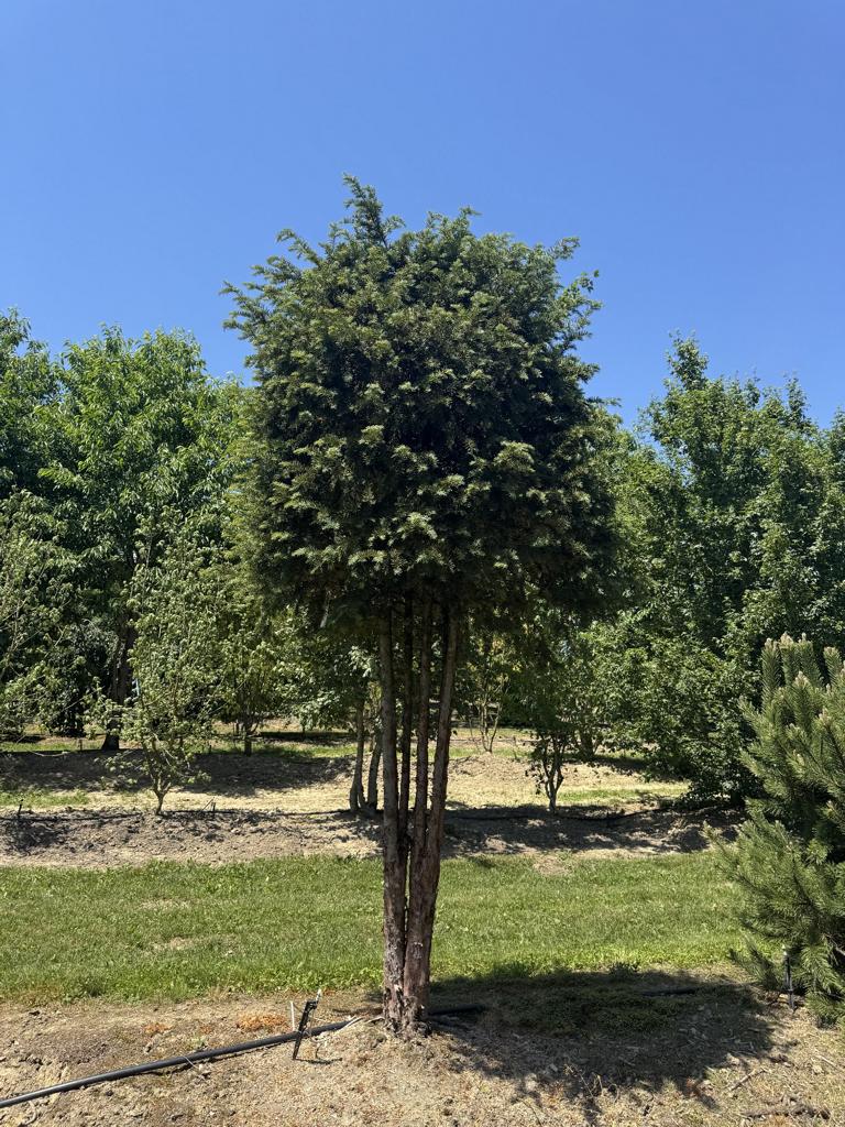 Taxus baccata Schirmform