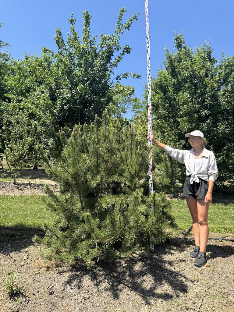Pinus mugo