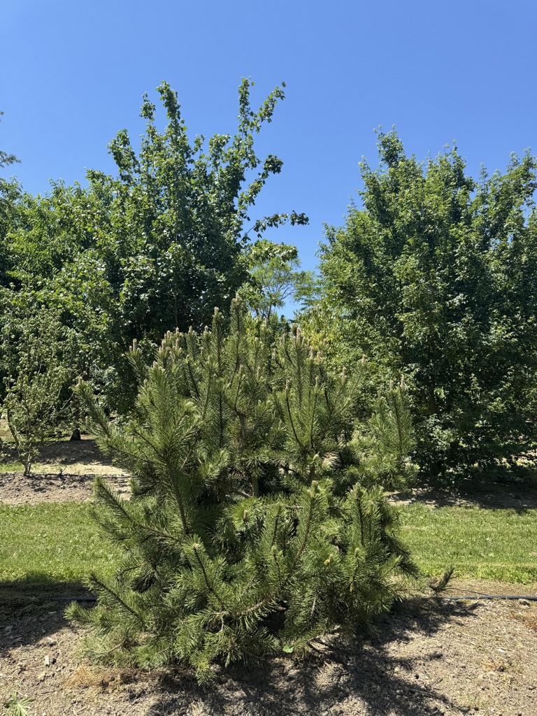 Pinus mugo