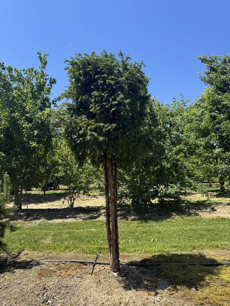 Taxus baccata Schirmform