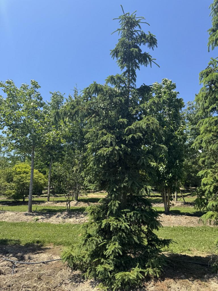 Picea abies