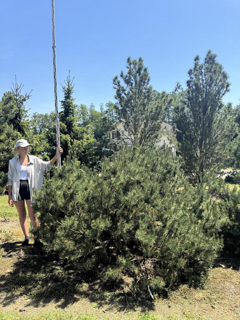 Pinus mugo subsp. mugo