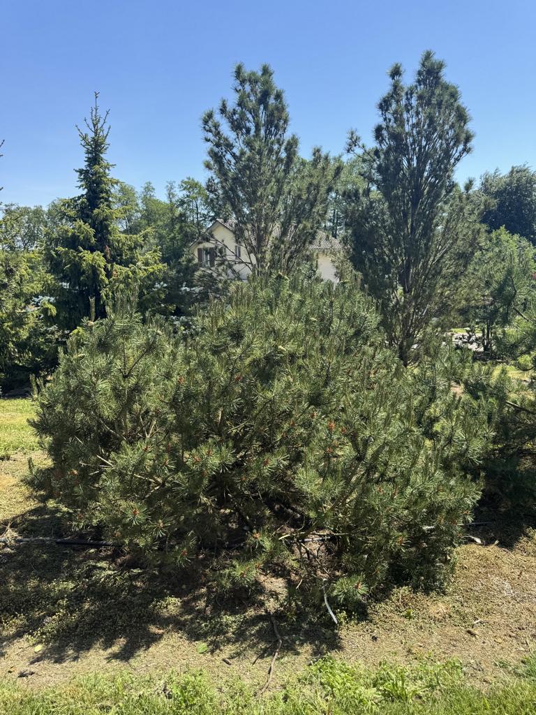 Pinus mugo subsp. mugo