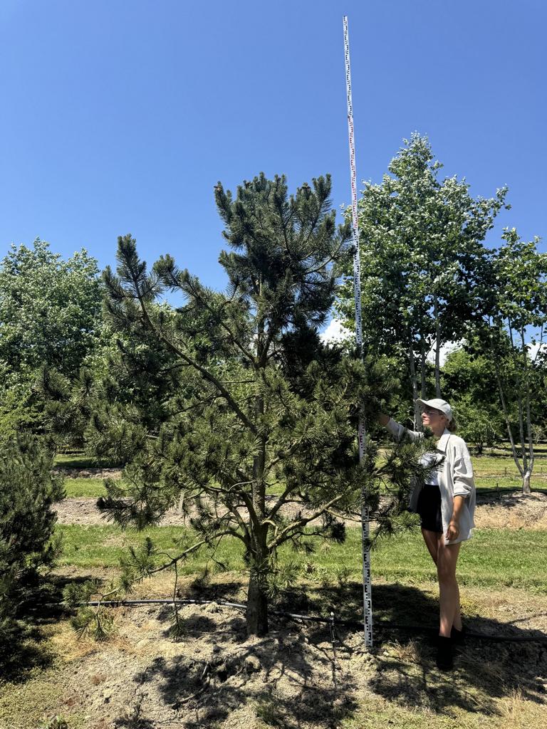 Pinus mugo