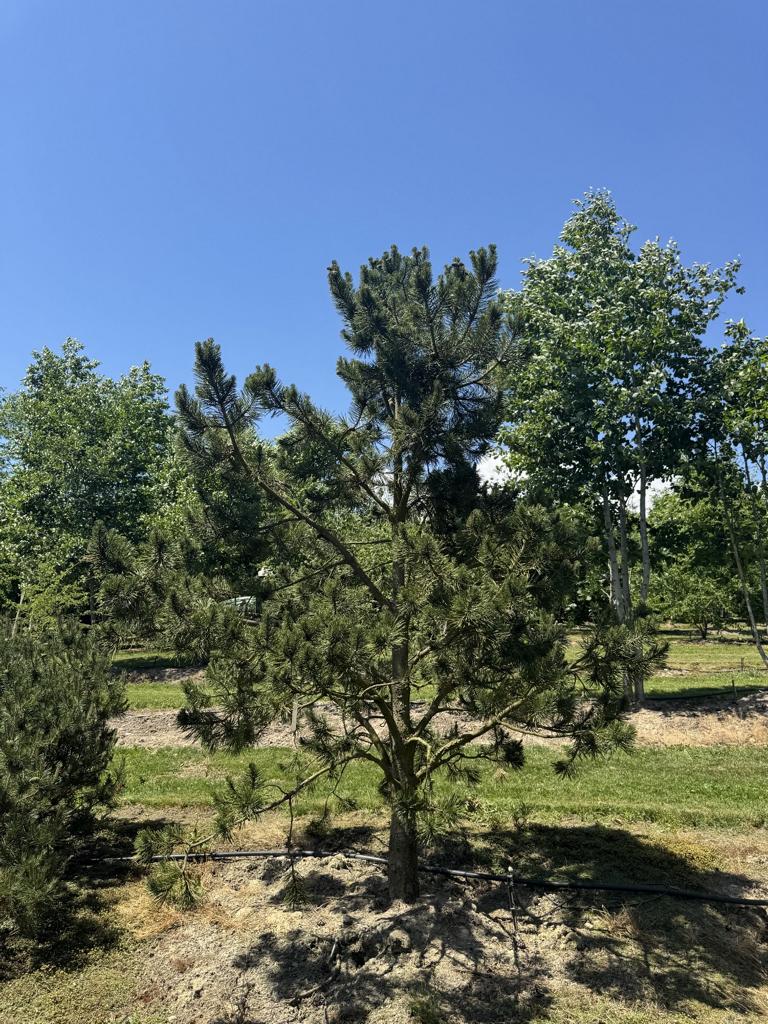 Pinus mugo