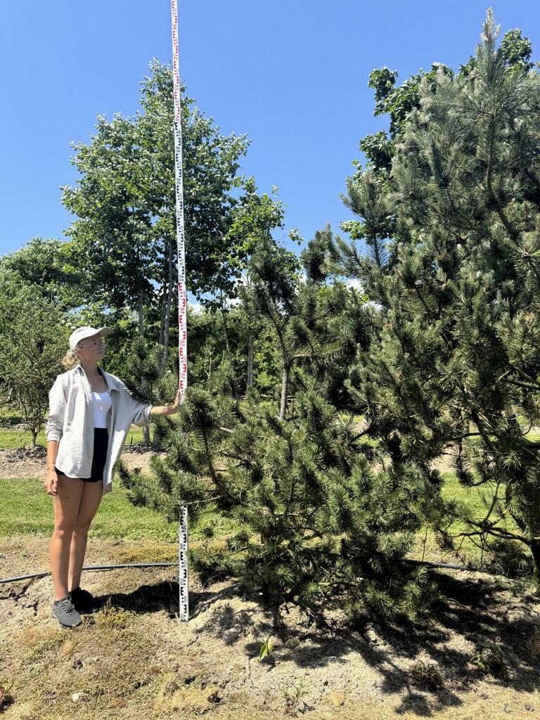 Pinus mugo