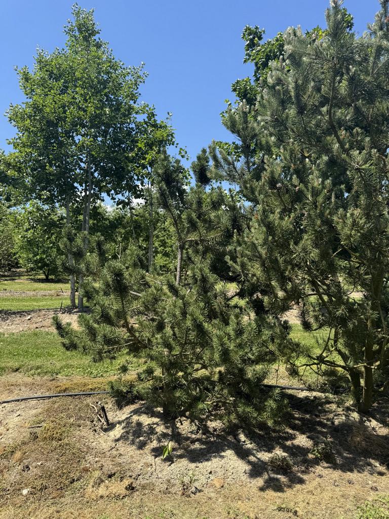 Pinus mugo