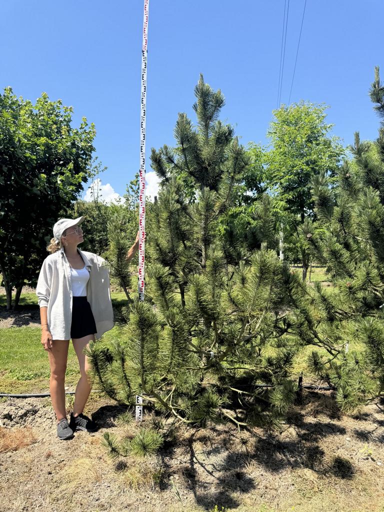 Pinus heldreichii