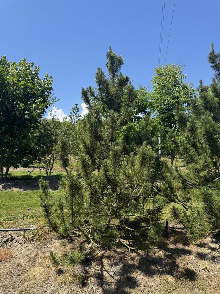 Pinus heldreichii