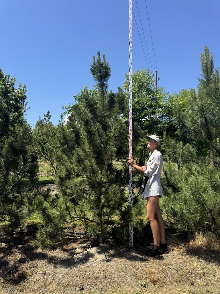 Pinus heldreichii