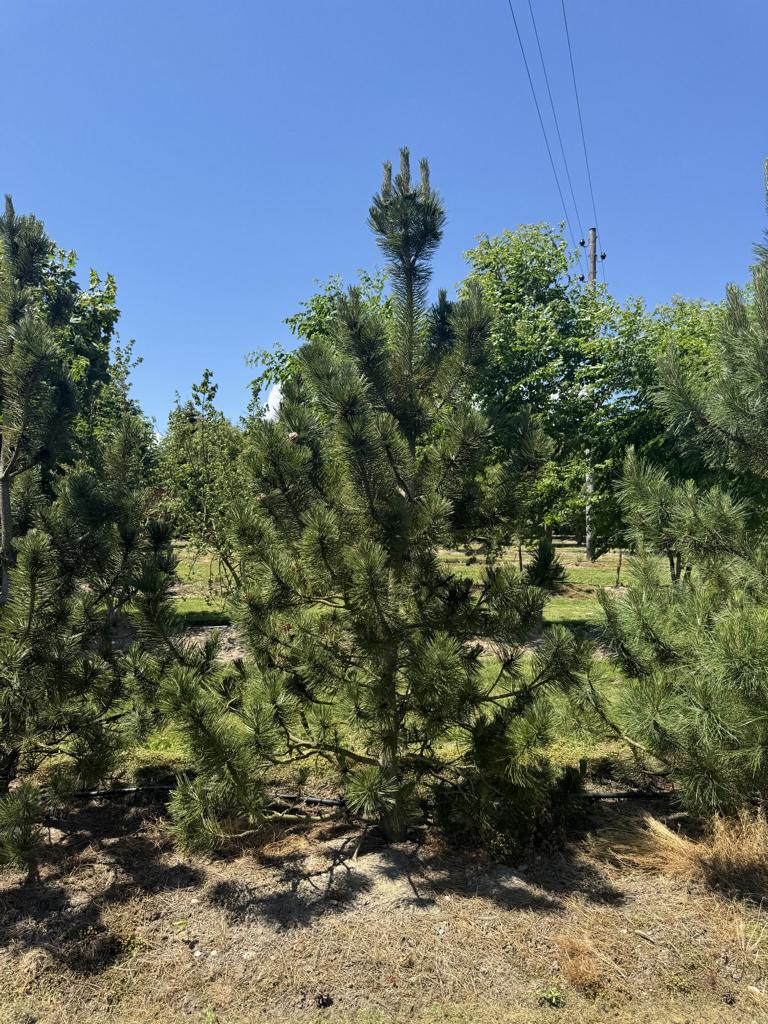 Pinus heldreichii
