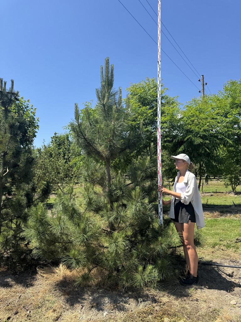 Pinus nigra subsp. nigra