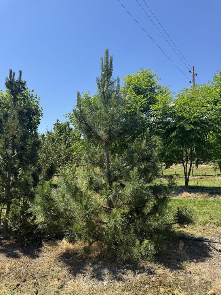 Pinus nigra subsp. nigra