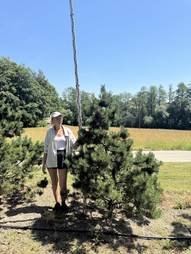 Pinus mugo 'Gnom'