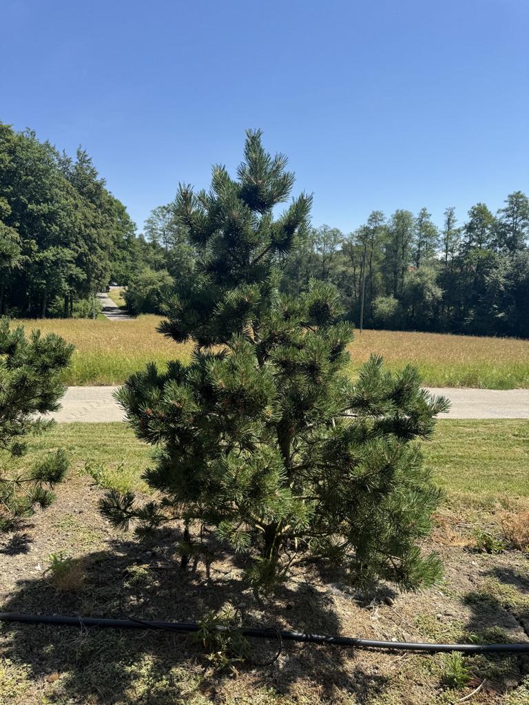 Pinus mugo 'Gnom'
