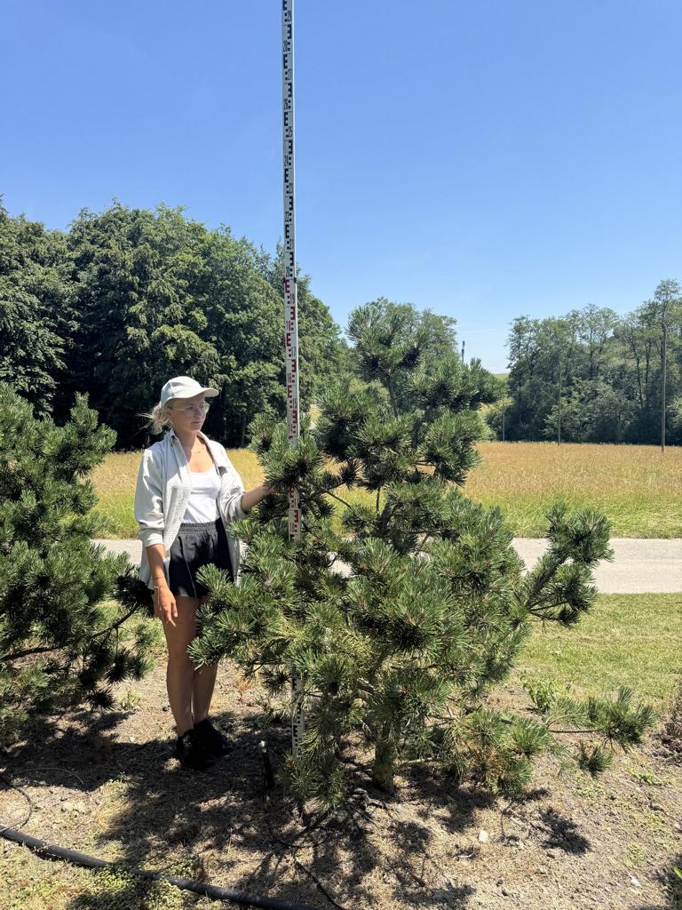 Pinus mugo 'Gnom'