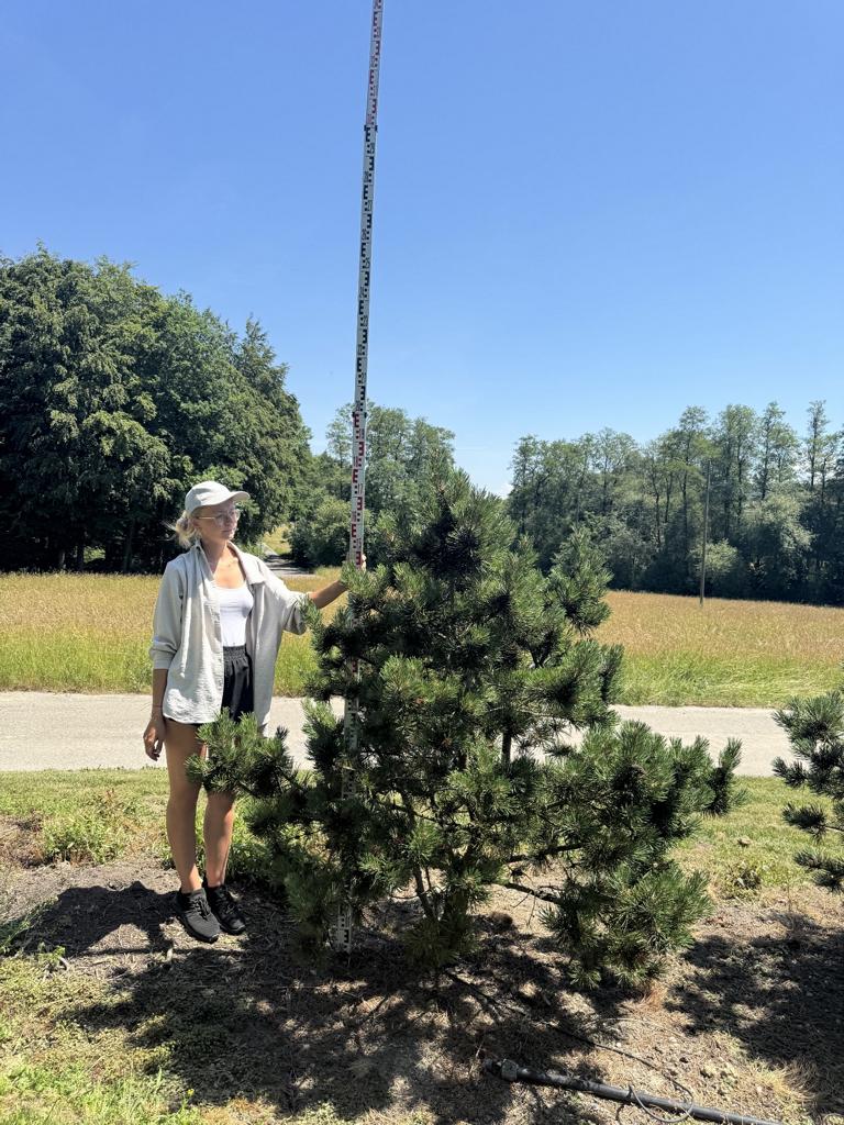 Pinus mugo 'Gnom'