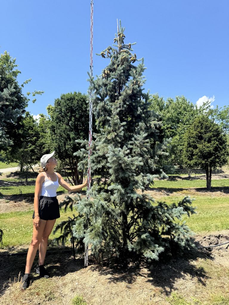 Picea pungens 'Iseli Fastigiate'