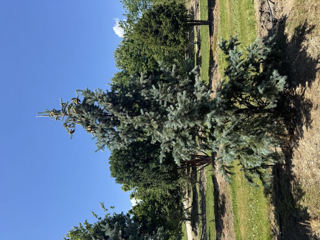 Picea pungens 'Iseli Fastigiate'