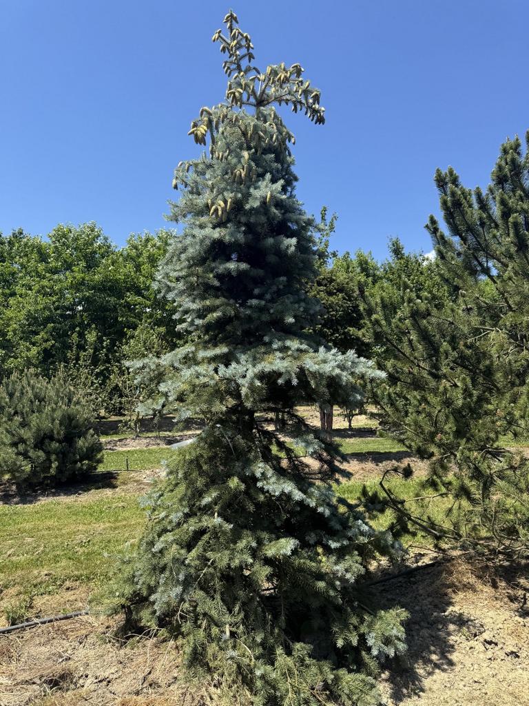 Picea pungens 'Balaton'