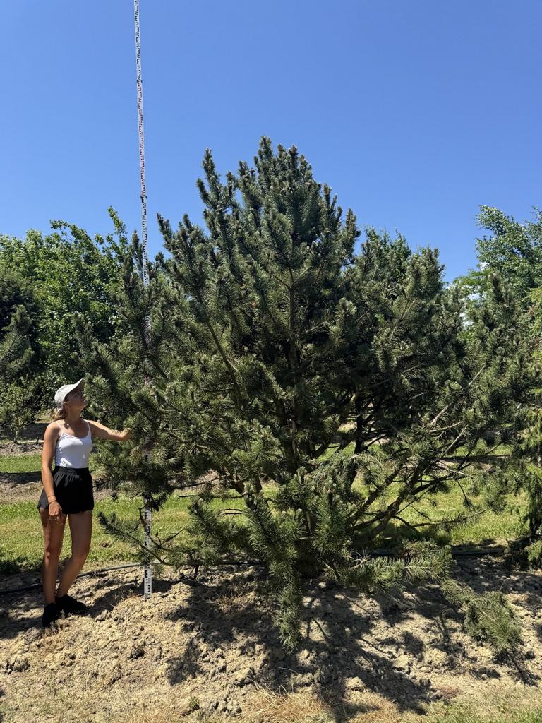 Pinus mugo