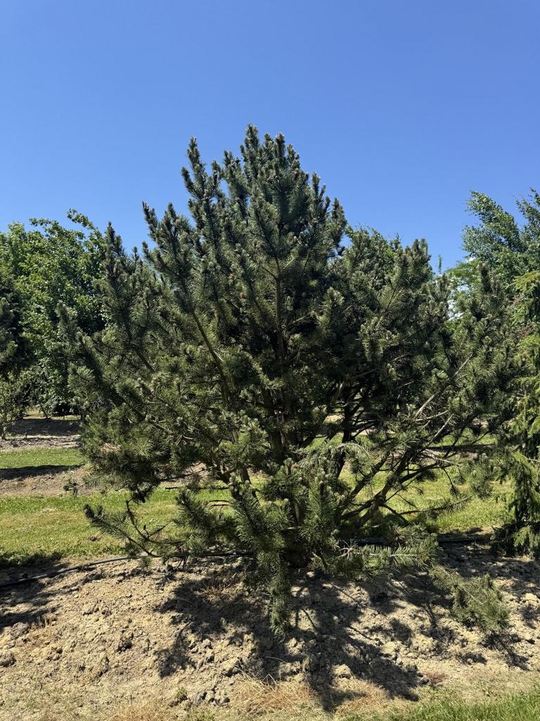 Pinus mugo