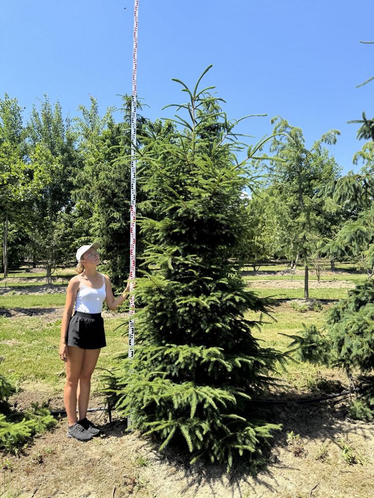 Picea abies