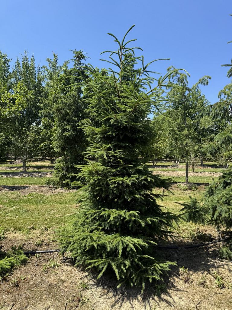 Picea abies