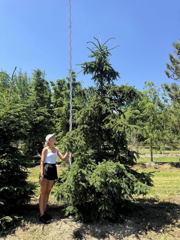 Picea abies