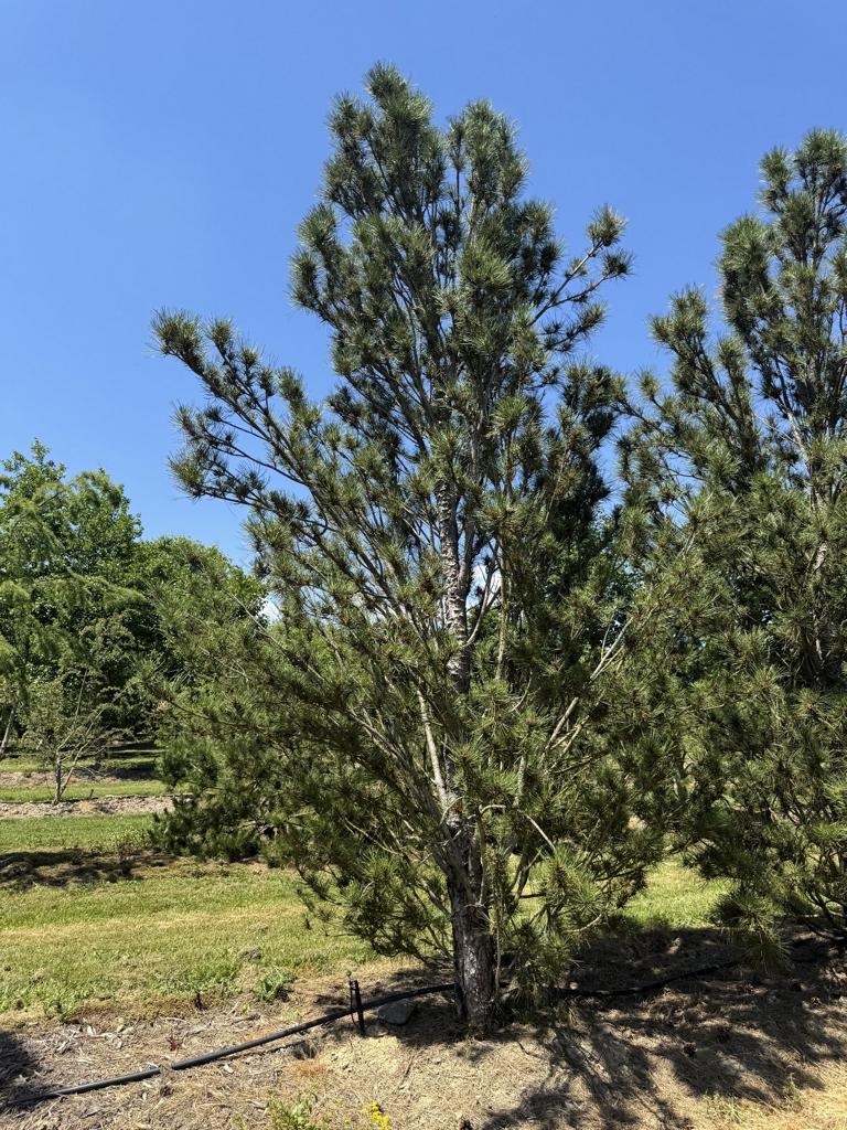Pinus nigra 'Fastigiata'