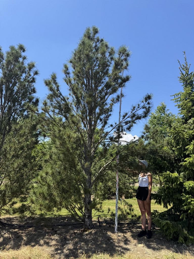 Pinus nigra 'Fastigiata'