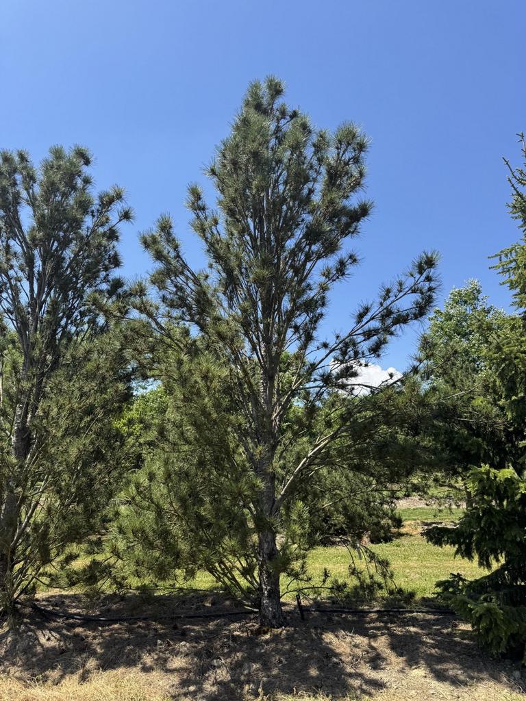 Pinus nigra 'Fastigiata'