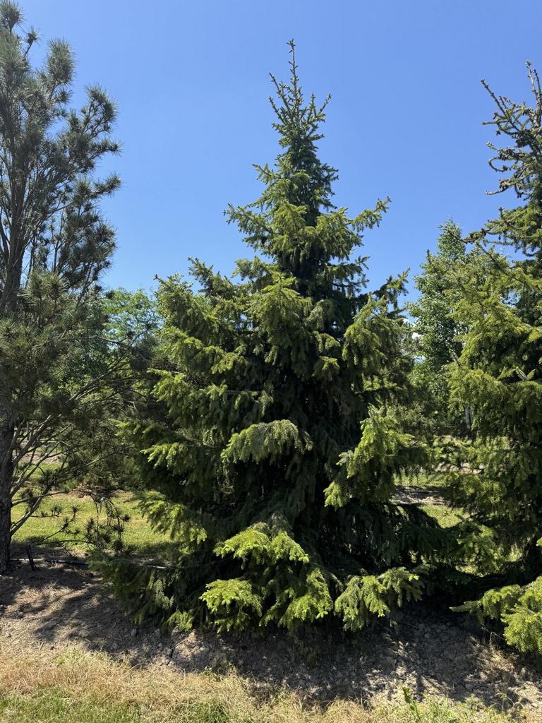 Picea omorika