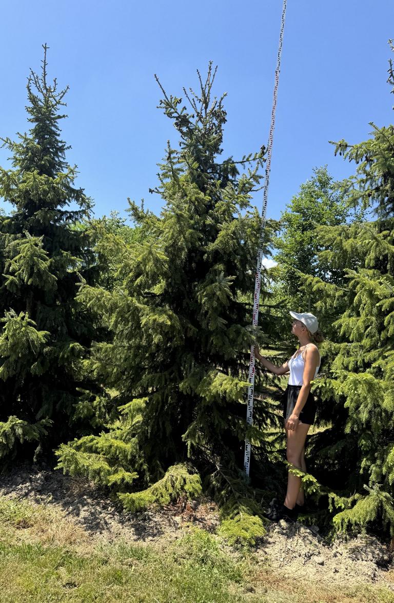 Picea omorika