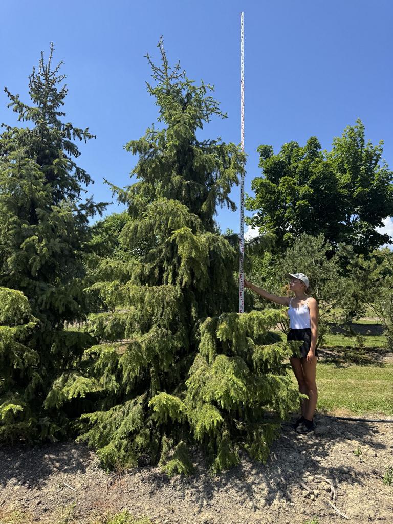 Picea omorika